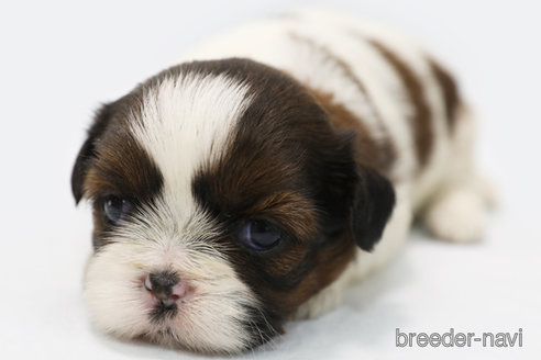 成約済の神奈川県のシーズー-346842の4枚目